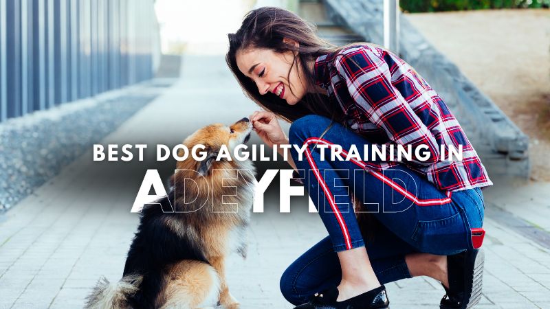 Best Dog Agility Training in Adeyfield