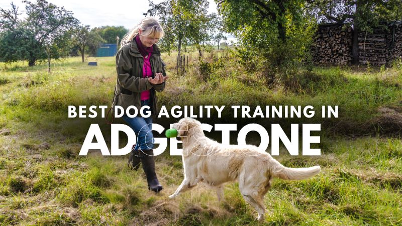 Best Dog Agility Training in Adgestone
