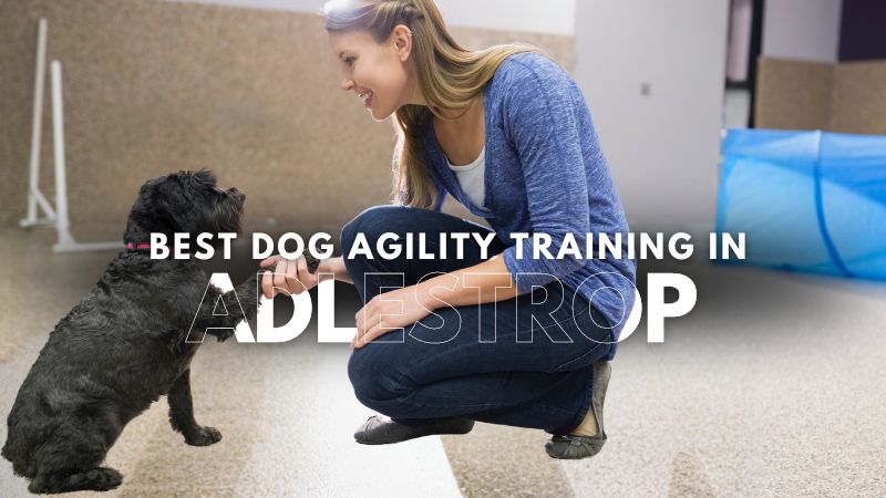Best Dog Agility Training in Adlestrop