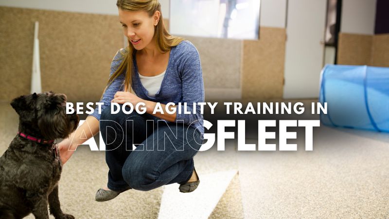 Best Dog Agility Training in Adlingfleet