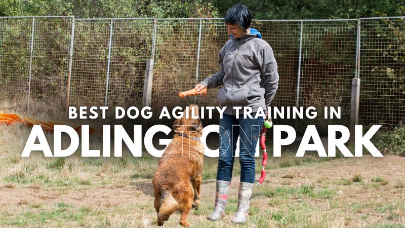 Best Dog Agility Training in Adlington Park