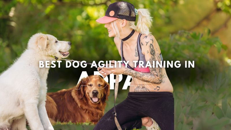 Best Dog Agility Training in Adpar