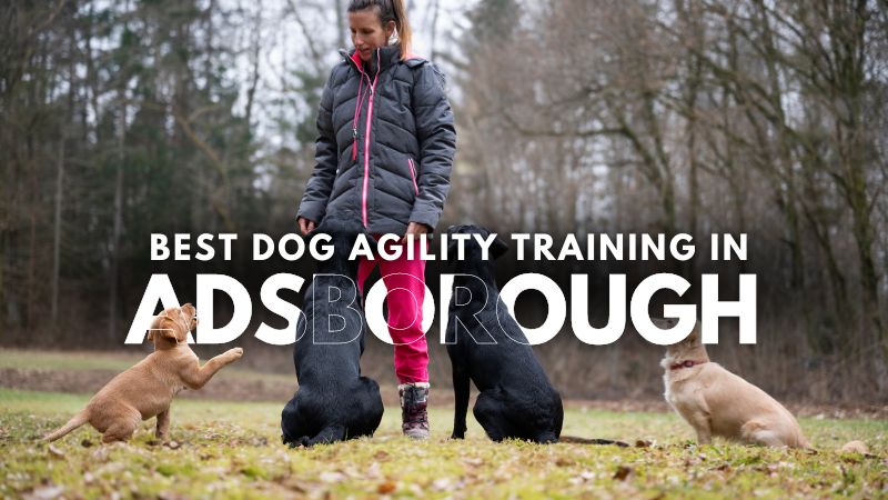 Best Dog Agility Training in Adsborough