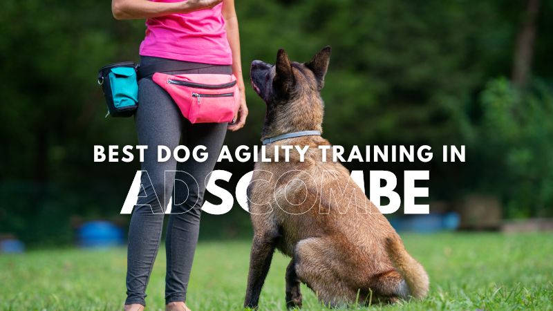 Best Dog Agility Training in Adscombe