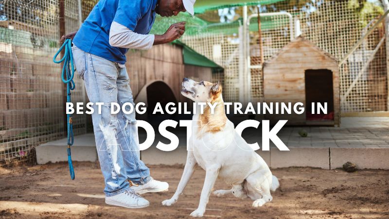 Best Dog Agility Training in Adstock