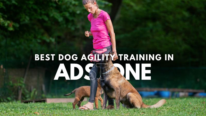 Best Dog Agility Training in Adstone