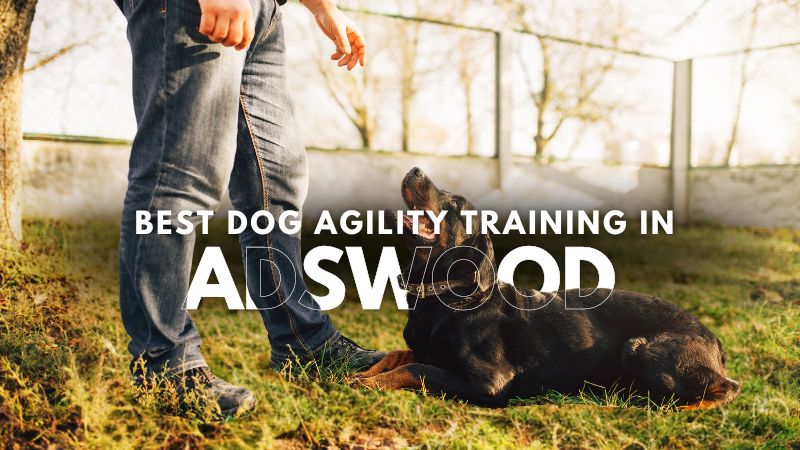 Best Dog Agility Training in Adswood