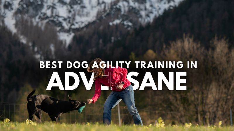 Best Dog Agility Training in Adversane