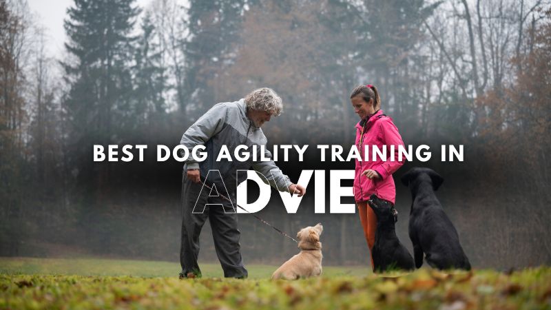 Best Dog Agility Training in Advie