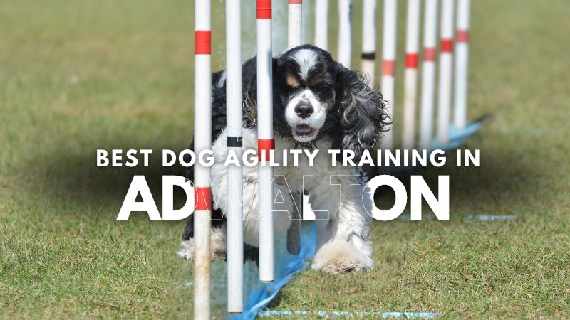 Best Dog Agility Training in Adwalton