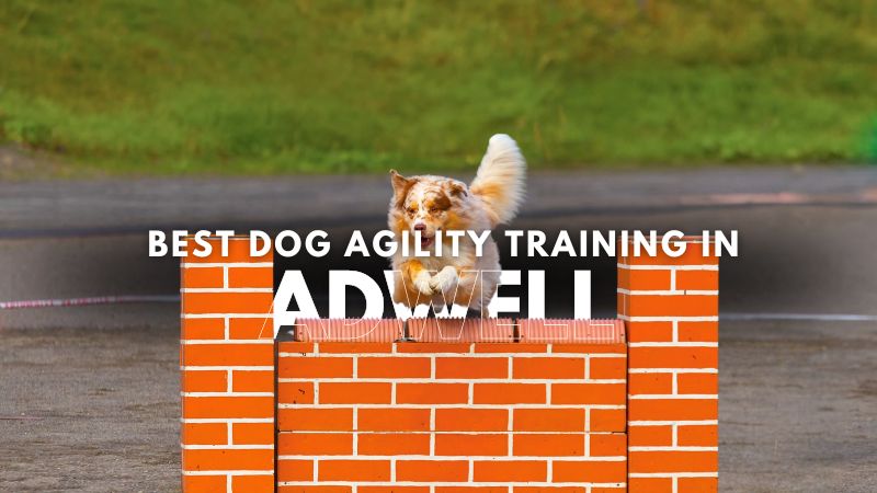 Best Dog Agility Training in Adwell