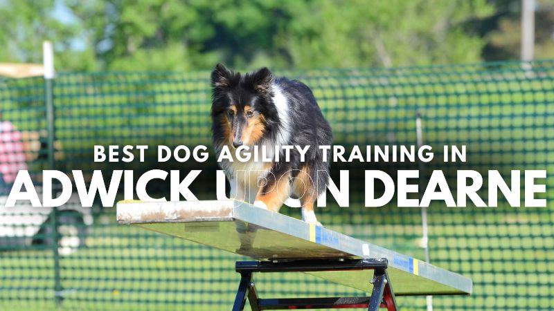 Best Dog Agility Training in Adwick upon Dearne