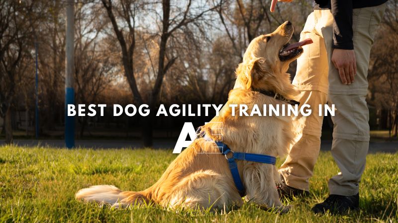 Best Dog Agility Training in Ae
