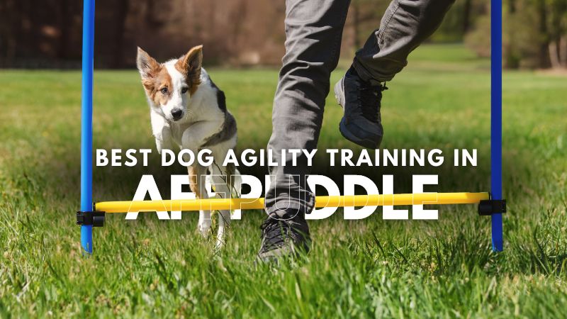 Best Dog Agility Training in Affpuddle