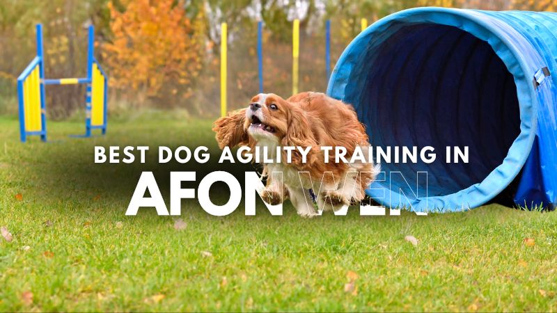 Best Dog Agility Training in Afon Wen