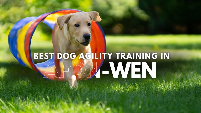 Best Dog Agility Training in Afon-wen