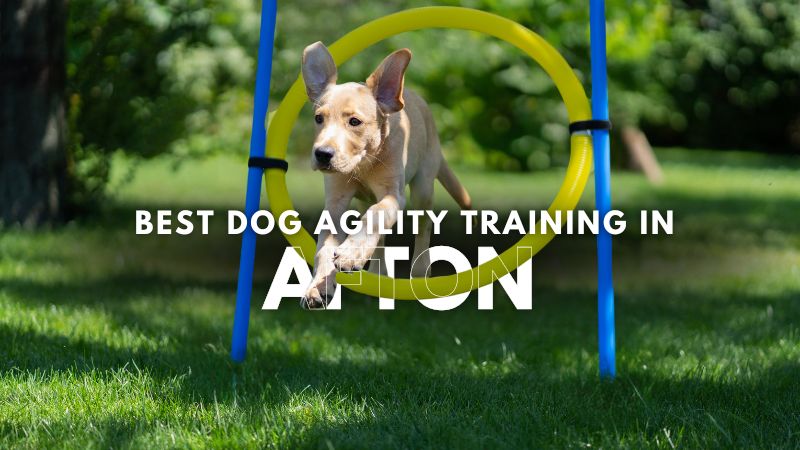 Best Dog Agility Training in Afton