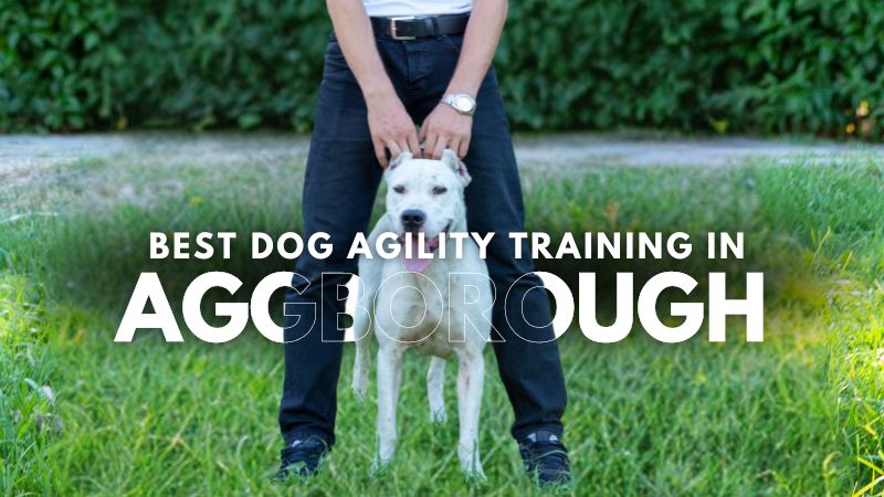 Best Dog Agility Training in Aggborough