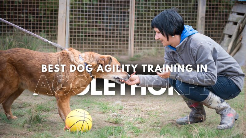 Best Dog Agility Training in Agglethorpe