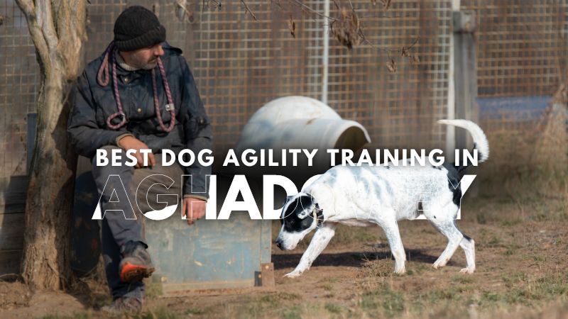 Best Dog Agility Training in Aghadowey