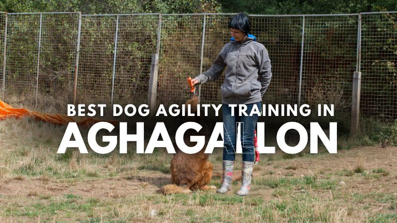 Best Dog Agility Training in Aghagallon
