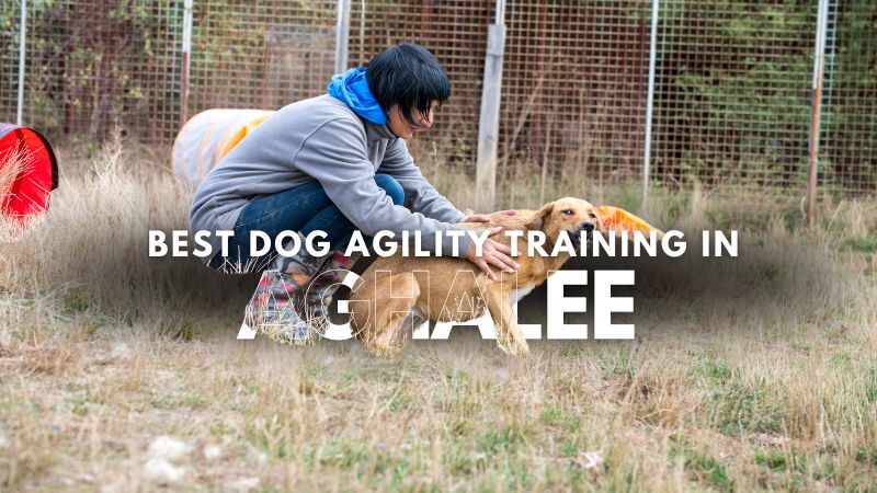 Best Dog Agility Training in Aghalee