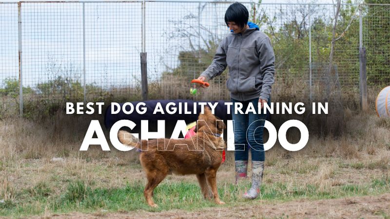 Best Dog Agility Training in Aghanloo