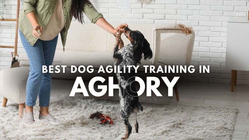 Best Dog Agility Training in Aghory