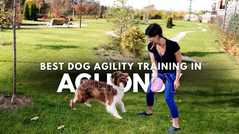 Best Dog Agility Training in Aglionby