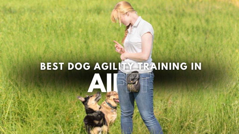 Best Dog Agility Training in Aifft