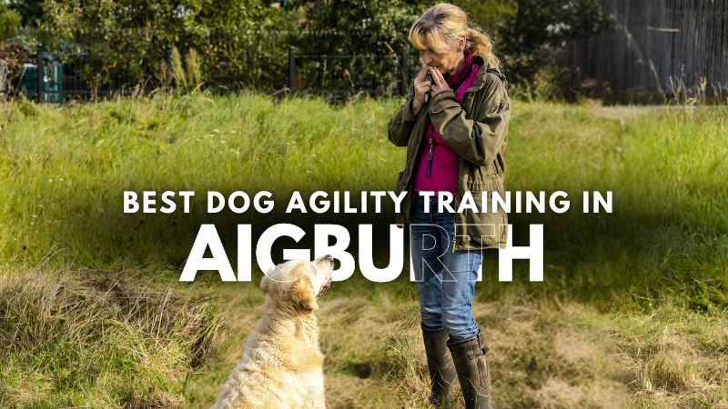 Best Dog Agility Training in Aigburth
