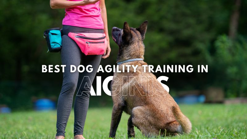 Best Dog Agility Training in Aiginis