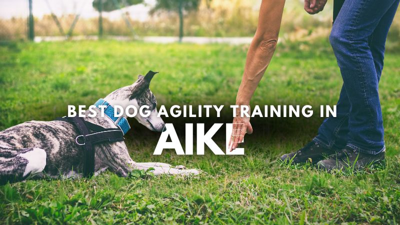 Best Dog Agility Training in Aike