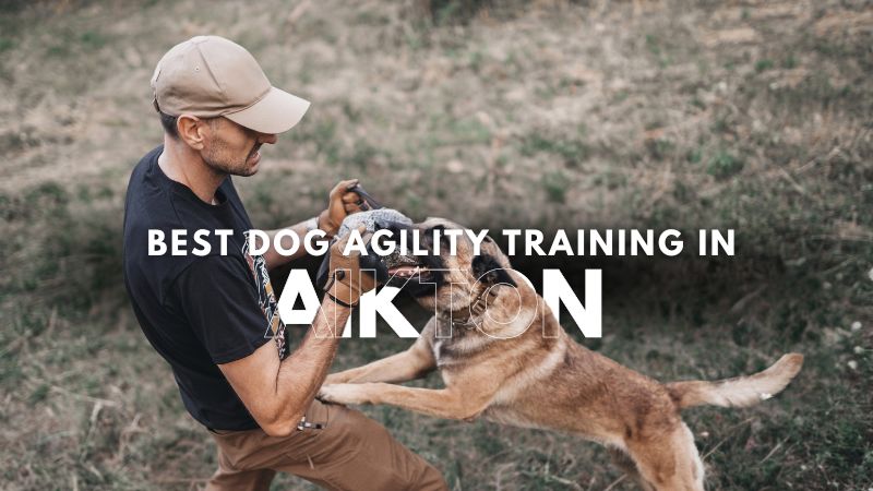 Best Dog Agility Training in Aikton