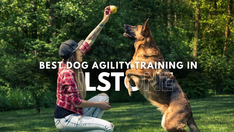 Best Dog Agility Training in Ailstone