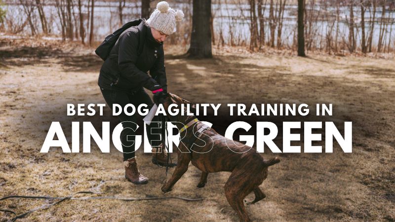 Best Dog Agility Training in Aingers Green