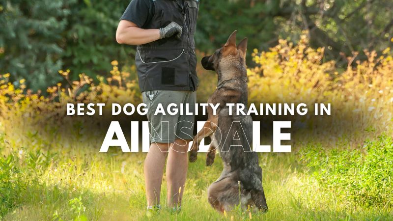 Best Dog Agility Training in Ainsdale