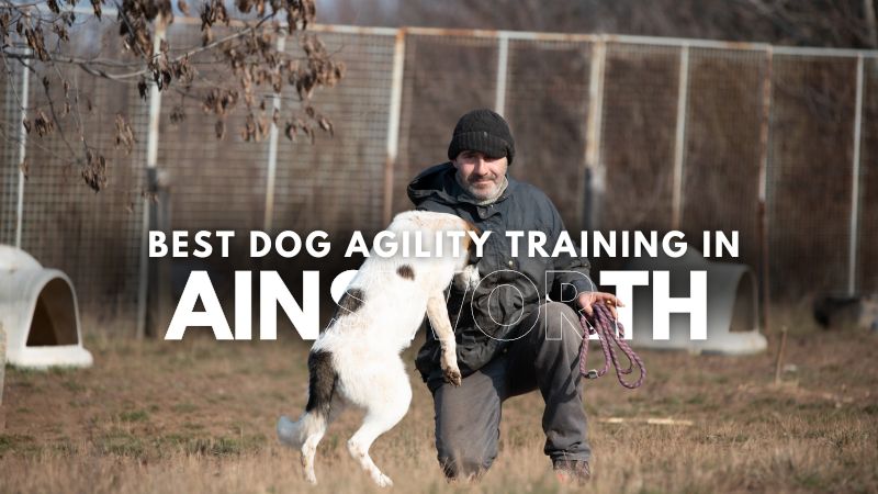 Best Dog Agility Training in Ainsworth