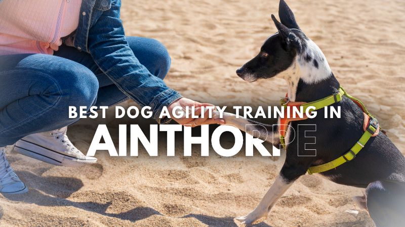 Best Dog Agility Training in Ainthorpe