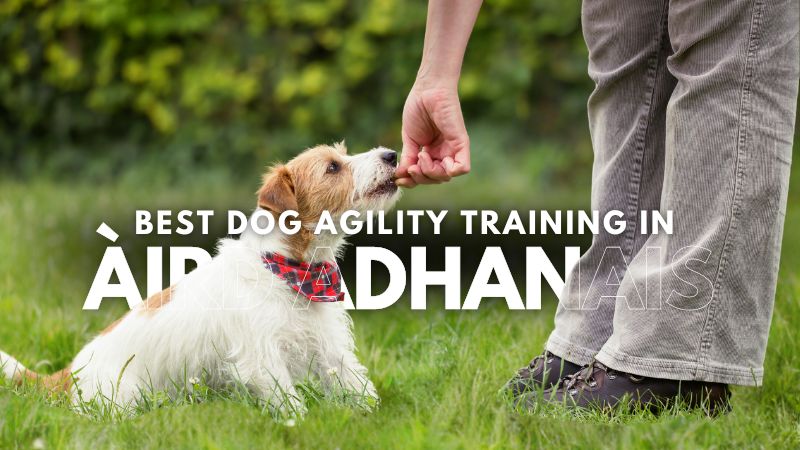 Best Dog Agility Training in Àird Adhanais