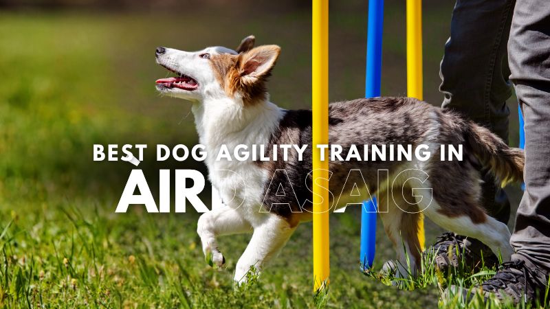 Best Dog Agility Training in Àird Asaig