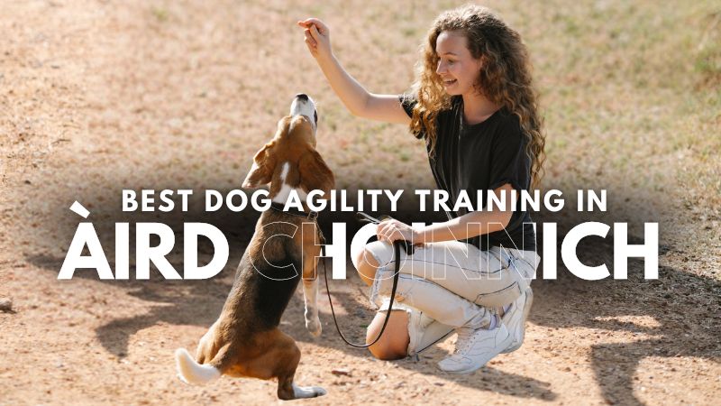 Best Dog Agility Training in Àird Choinnich