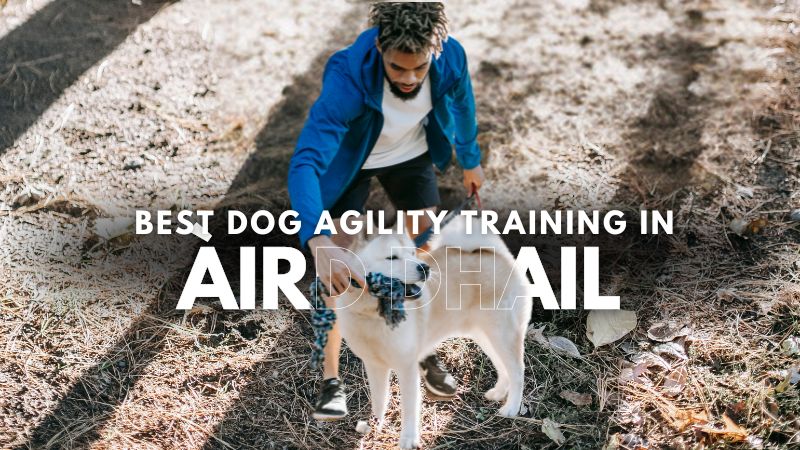 Best Dog Agility Training in Àird Dhail