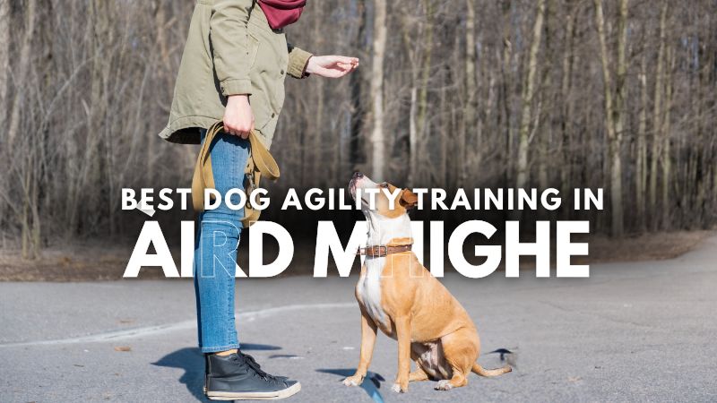 Best Dog Agility Training in Àird Mhighe