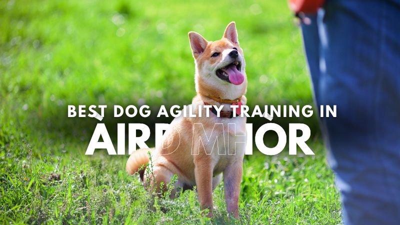 Best Dog Agility Training in Àird Mhòr