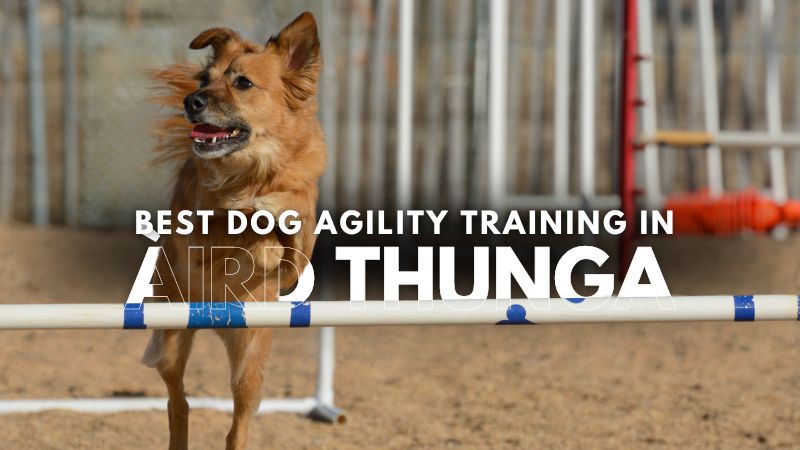 Best Dog Agility Training in Àird Thunga