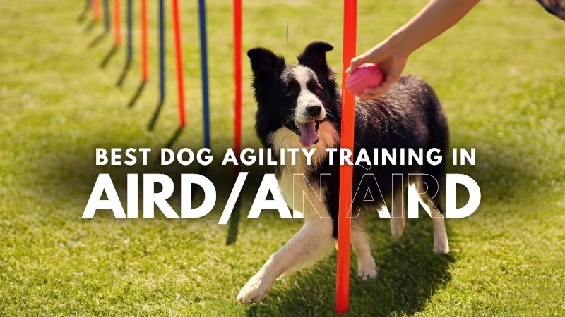 Best Dog Agility Training in AirdAn Àird