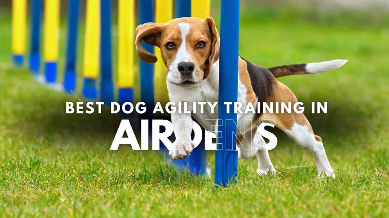 Best Dog Agility Training in Airdens
