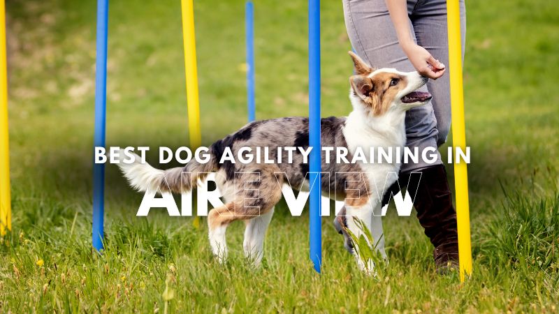 Best Dog Agility Training in Aire View