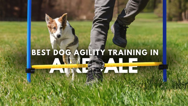 Best Dog Agility Training in Airedale